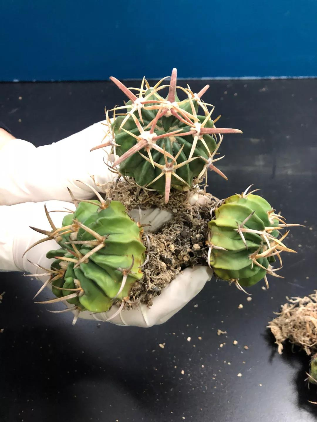 这些 “多肉” 植物不要寄进境了，濒危！